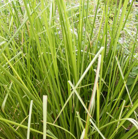 Pharmacological potential of Ushira (Vetiveria zizanioides) in skin infection